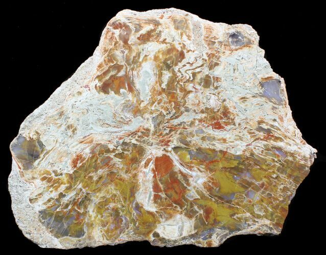 Jurassic Petrified Wood Slab From Utah - Brilliantly Colored #41962